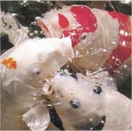 koi01.jpg