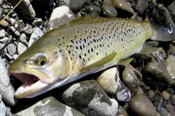 _IMG_2155.jpg