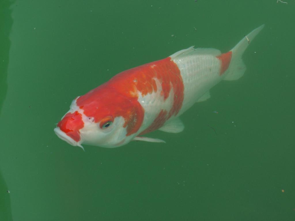 PICT0037.jpg