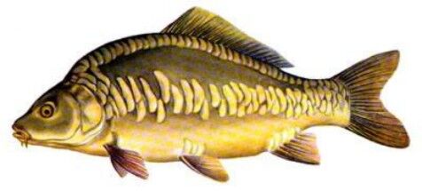 karp_portret2.jpg