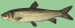 amur1.jpg
